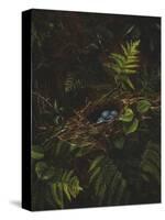 Bird's Nest and Ferns, 1863-Fidelia Bridges-Stretched Canvas
