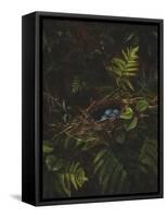 Bird's Nest and Ferns, 1863-Fidelia Bridges-Framed Stretched Canvas