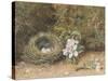 Bird's Nest with Sprays of Apple Blossoms-William Henry Hunt-Stretched Canvas