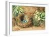 Bird's Nest with Three Blue Eggs and Primroses-William Henry Hunt-Framed Giclee Print