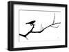 Bird Silhouette-Nathan Larson-Framed Photographic Print