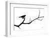Bird Silhouette-Nathan Larson-Framed Photographic Print