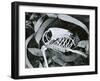 Bird Skeleton, c. 1975-Brett Weston-Framed Premium Photographic Print