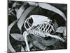 Bird Skeleton, c. 1975-Brett Weston-Mounted Premium Photographic Print