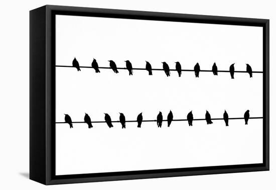 Bird Song!-Adrian Campfield-Framed Stretched Canvas