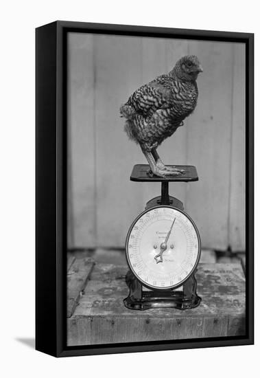 Bird Standing on Weight Scale-null-Framed Stretched Canvas