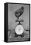 Bird Standing on Weight Scale-null-Framed Stretched Canvas
