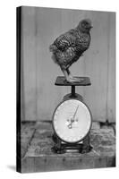 Bird Standing on Weight Scale-null-Stretched Canvas