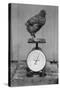 Bird Standing on Weight Scale-null-Stretched Canvas