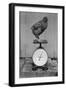 Bird Standing on Weight Scale-null-Framed Photographic Print