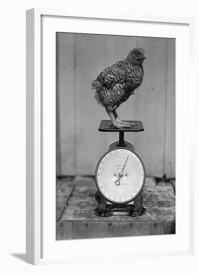 Bird Standing on Weight Scale-null-Framed Photographic Print