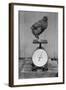 Bird Standing on Weight Scale-null-Framed Photographic Print