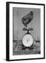 Bird Standing on Weight Scale-null-Framed Photographic Print