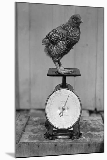 Bird Standing on Weight Scale-null-Mounted Photographic Print