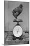 Bird Standing on Weight Scale-null-Mounted Photographic Print