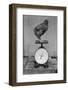 Bird Standing on Weight Scale-null-Framed Photographic Print