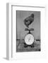 Bird Standing on Weight Scale-null-Framed Photographic Print