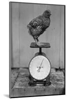 Bird Standing on Weight Scale-null-Mounted Photographic Print