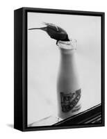 Bird Stealing Milk-null-Framed Stretched Canvas