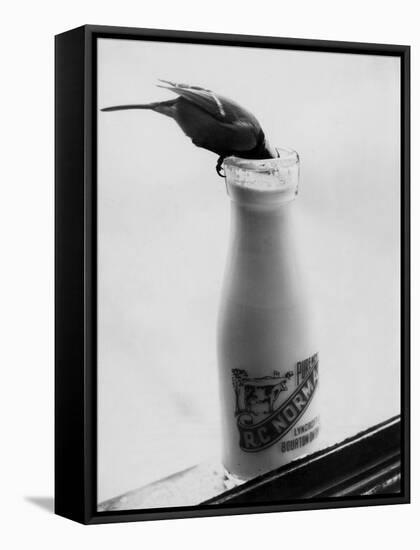 Bird Stealing Milk-null-Framed Stretched Canvas