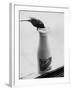 Bird Stealing Milk-null-Framed Photographic Print