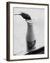 Bird Stealing Milk-null-Framed Photographic Print