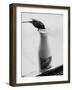 Bird Stealing Milk-null-Framed Photographic Print