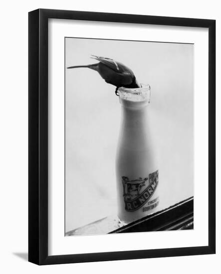 Bird Stealing Milk-null-Framed Photographic Print