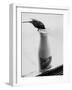 Bird Stealing Milk-null-Framed Photographic Print