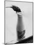 Bird Stealing Milk-null-Mounted Photographic Print
