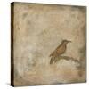 Bird Study II-Casey Matthews-Stretched Canvas