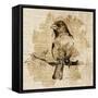 Bird Study IV-Lanie Loreth-Framed Stretched Canvas