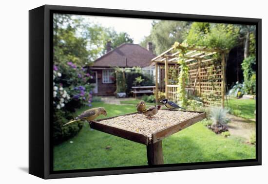 Bird Table with Birds Feeding, Greenfinch, Goldfinch-null-Framed Stretched Canvas