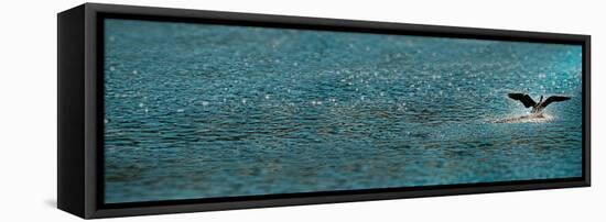 Bird Taking Off over Water-null-Framed Stretched Canvas