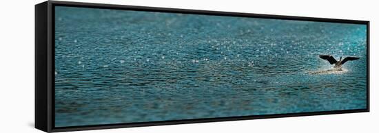 Bird Taking Off over Water-null-Framed Stretched Canvas