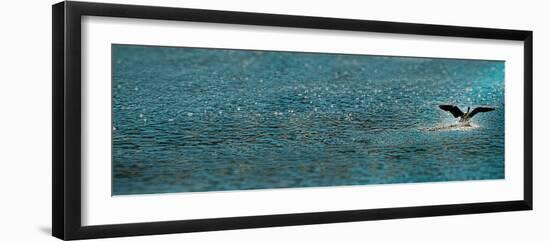 Bird Taking Off over Water-null-Framed Photographic Print