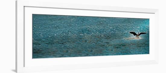 Bird Taking Off over Water-null-Framed Photographic Print