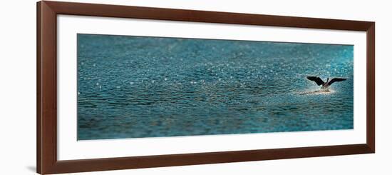 Bird Taking Off over Water-null-Framed Photographic Print