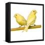 Bird Two Canaries on Perch-null-Framed Stretched Canvas