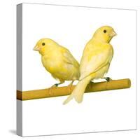 Bird Two Canaries on Perch-null-Stretched Canvas