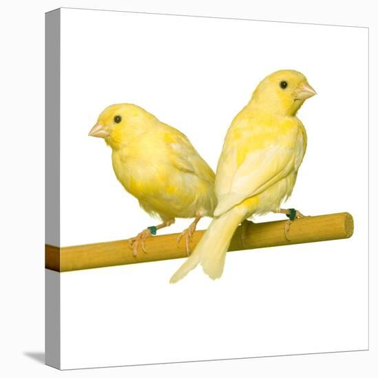 Bird Two Canaries on Perch-null-Stretched Canvas