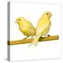 Bird Two Canaries on Perch-null-Stretched Canvas