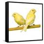 Bird Two Canaries on Perch-null-Framed Stretched Canvas