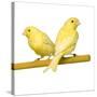 Bird Two Canaries on Perch-null-Stretched Canvas