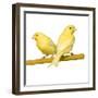 Bird Two Canaries on Perch-null-Framed Photographic Print