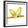 Bird Two Canaries on Perch-null-Framed Photographic Print