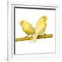 Bird Two Canaries on Perch-null-Framed Photographic Print