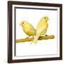 Bird Two Canaries on Perch-null-Framed Photographic Print