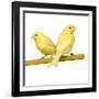 Bird Two Canaries on Perch-null-Framed Photographic Print