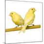 Bird Two Canaries on Perch-null-Mounted Photographic Print